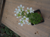 /album/fotogalerie-nabidka/saxifraga-irrigua-jpg/